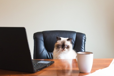 家具的图片-办公室商务猫