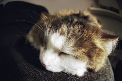 卧室的图片-卧猫特写镜头