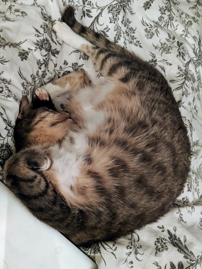 卧室的图片-猫睡得很饱