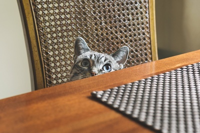 眼睛的图片-蓝眼睛猫偷看