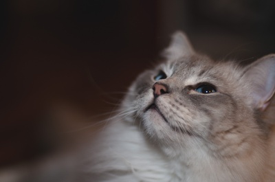 面对的图片-蓝眼睛灰猫