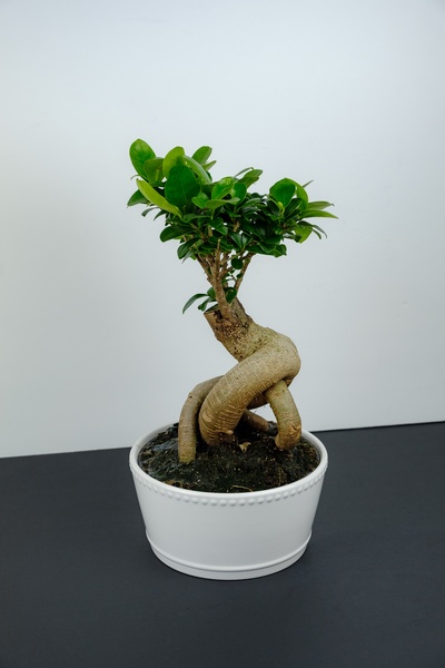 产品的图片-单色背景的盆景树