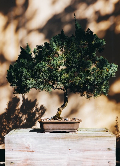 植物的图片-盆栽