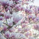 木兰属(Magnolia)