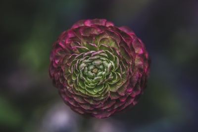 花的的图片-绿色和粉色的花