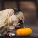 南瓜(Pumpkin)