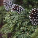 圣诞树(Christmas Tree)