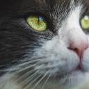 猫(Cats)