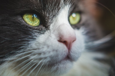 猫的图片-猫眼照片