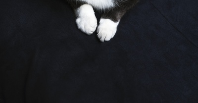 猫的图片-小猫爪子