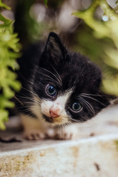 猫的图片-可爱好奇的猫