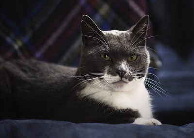 猫的图片-绿眼睛灰猫