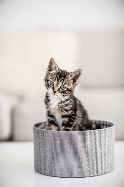 猫的图片-棕色和白色的小猫在盒子里