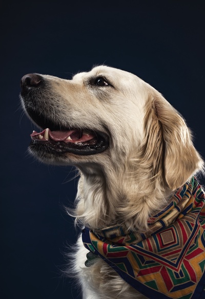 宠物的图片-系着领带的金色拉布拉多犬
