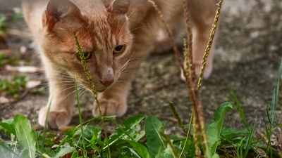 猫的图片-在草地和植物间徘徊的橙色斑猫