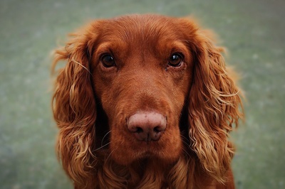 宠物的图片-爱尔兰塞特犬特写镜头
