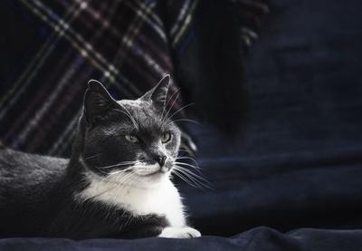 宠物的图片-雄伟的灰猫