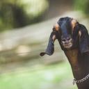 山羊(Goat)