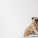 帕格(Pug)