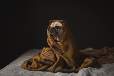 帕格的图片-犬类保持舒适