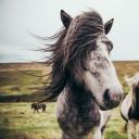 马(Horse)