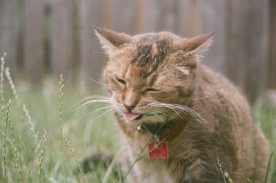 猫的图片-一只猫在外面啃草