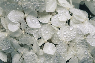 雨的图片-白绣球花加水
