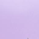 仙人掌(Cactus)