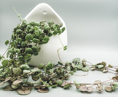 树叶的图片-盆栽植物试图逃脱