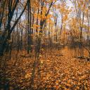 秋(Fall)