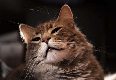 睡眠的图片-柔软的小猫困倦的小猫