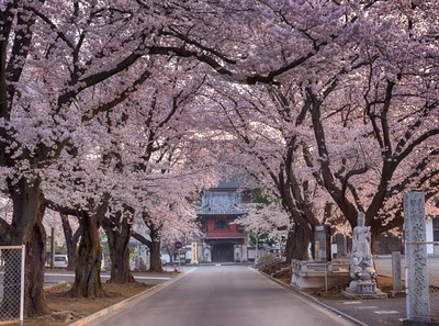 春日的图片-去寺庙路上的樱花