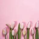 春日(Spring)