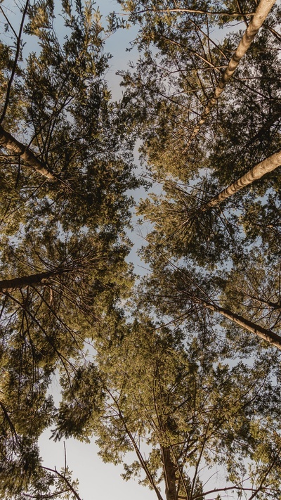 Mobile Backgrounds的图片-iPhone背景自然