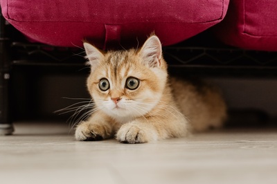 猫的图片-害怕的小猫躲起来了