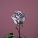 花(Flowers)