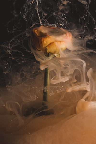 摘要的图片-一朵桔黄色的花冒着烟，好像着火了