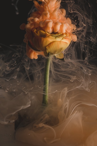 摘要的图片-一朵桔黄色的花在烟雾中沸腾