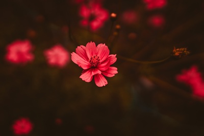 红色的图片-红宝石色的花