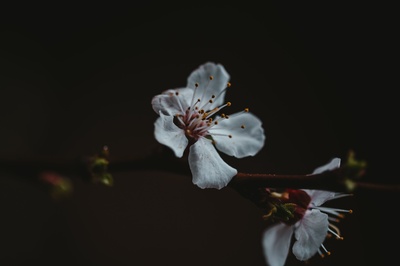 花的的图片-一朵花的白色花瓣在黑暗中明亮