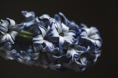 花的的图片-特写蓝白花