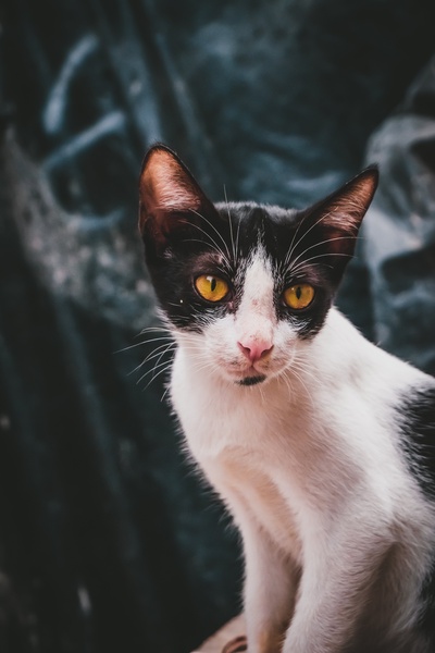 猫的图片-一只黑白相间的小街猫