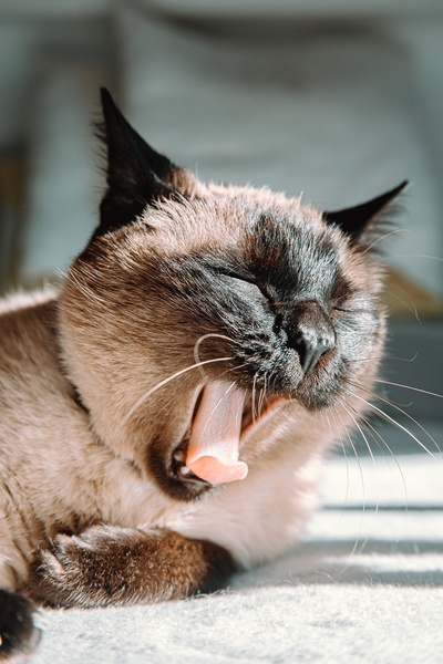 睡眠的图片-一只会打呵欠的暹罗猫