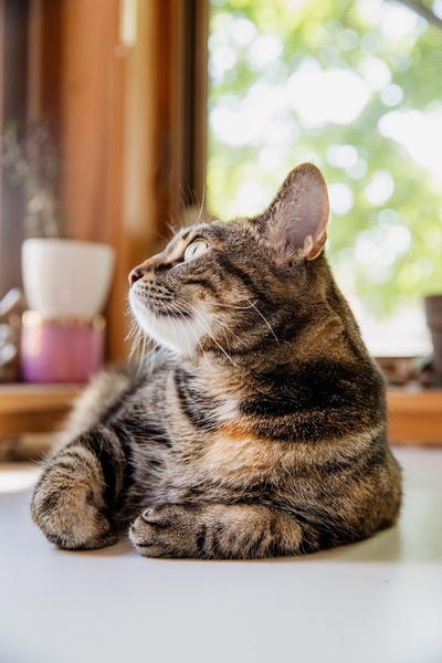 猫的图片-斑猫坐在桌子上望着窗外