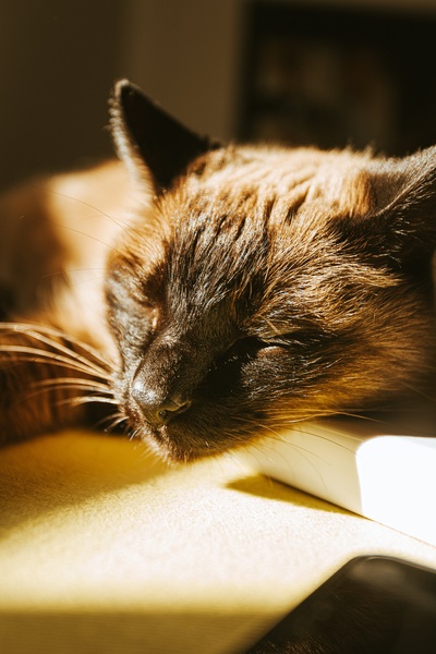 睡眠的图片-太阳下睡觉的猫