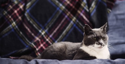 动物的图片-猫在沙发上休息