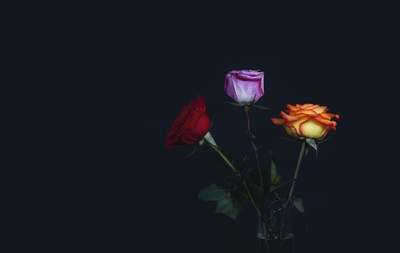 花的图片-花朵在黑暗中生机勃勃