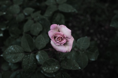 花园的图片-一个柔软的猪粉色的小玫瑰花蕾在灰色的天气里露出来