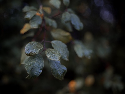 雨的图片-雨滴粘在深绿色的叶子上