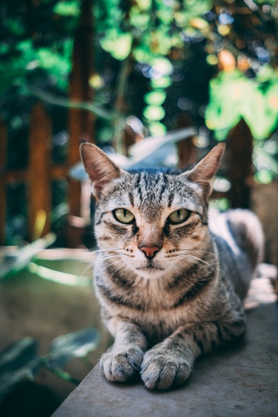 猫的图片-斑猫聚精会神地凝视着